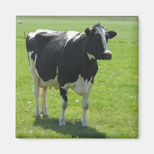 Friese koe in groene weide Koelkastmagneet Magneet (Voorkant)
