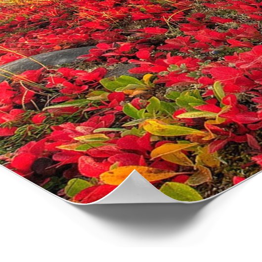 Friesian DIAMOND I - Poster (Hoek)