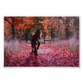 Friesian DIAMOND VIII - Foto afdrukken