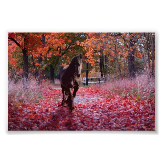 Friesian DIAMOND VIII - Foto afdrukken (Voorkant)