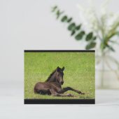 Friesian Foal Briefkaart (Staand voorkant)