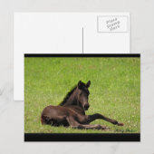 Friesian Foal Briefkaart (Voorkant / Achterkant)