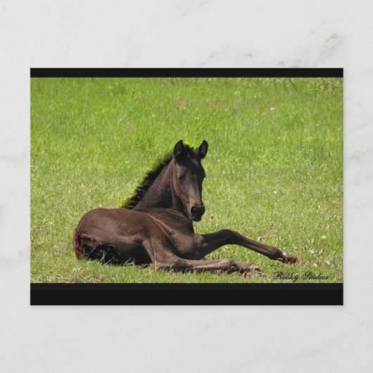 Friesian Foal Briefkaart (Voorkant)