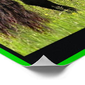 Friesian Foto Print (Hoek)