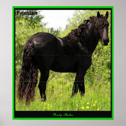 Friesian Foto Print (Voorkant)