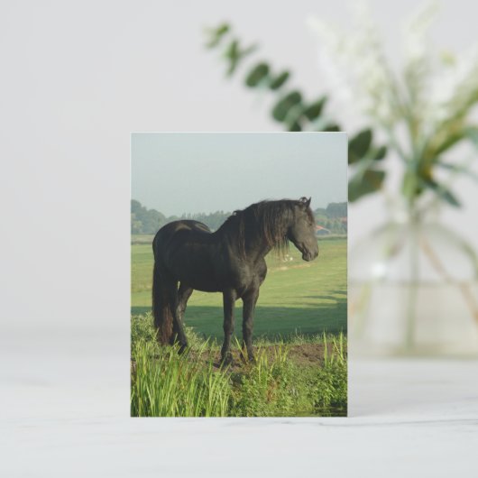 Friesian Horse Briefkaart (Staand voorkant)