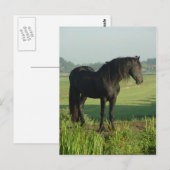 Friesian Horse Briefkaart (Voorkant / Achterkant)