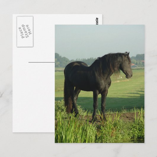 Friesian Horse Briefkaart (Voorkant / Achterkant)