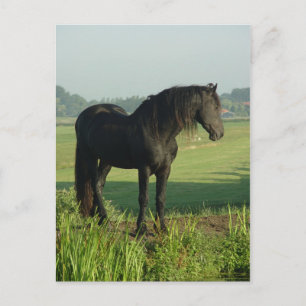 Friesian Horse Briefkaart