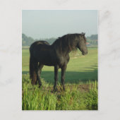 Friesian Horse Briefkaart (Voorkant)