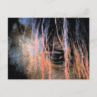 Friesian Horse Briefkaart