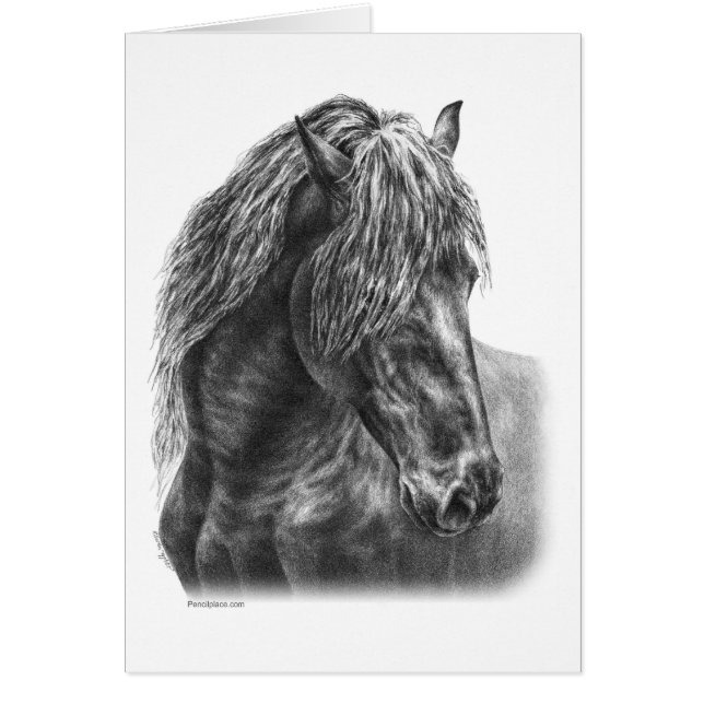 Friesian Horse Portrait Wavy Mane (Voorkant)