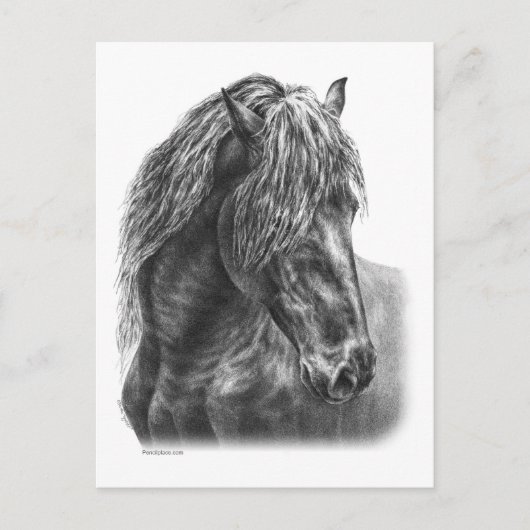 Friesian Horse Portrait Wavy Mane Briefkaart (Voorkant)