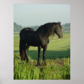 Friesian Horse Poster (Voorkant)