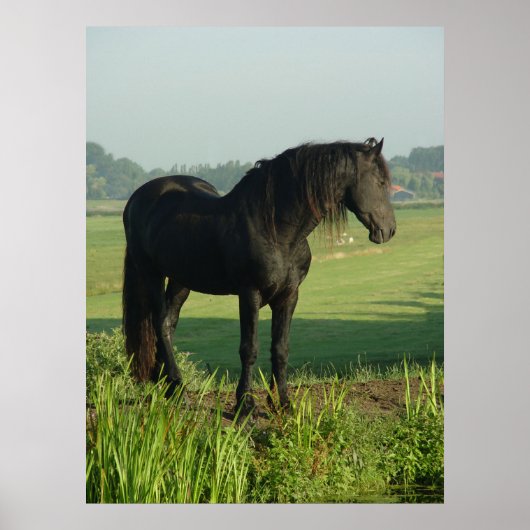 Friesian Horse Poster (Voorkant)