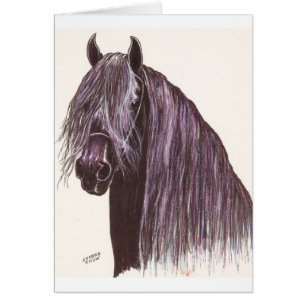 Friesian Horse Study