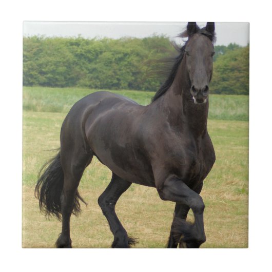 Friesian Horse Tile Tegeltje (Voorkant)