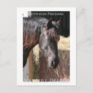 Friesian Mare Briefkaart
