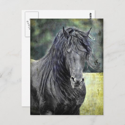 Friesian Stallion Briefkaart (Voorkant / Achterkant)