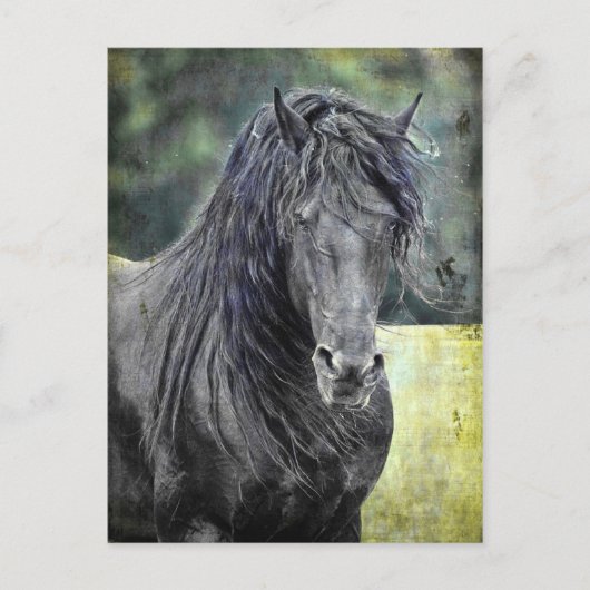 Friesian Stallion Briefkaart (Voorkant)