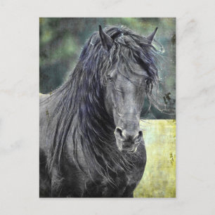 Friesian Stallion Briefkaart