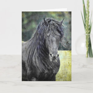 Friesian Stallion Kaart
