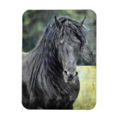Friesian Stallion Magneet (Verticaal)