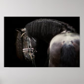 Friesian Stallion Poster (Voorkant)