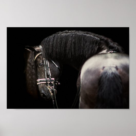 Friesian Stallion Poster (Voorkant)
