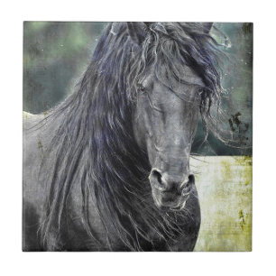 Friesian Stallion Tegeltje