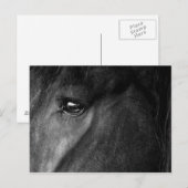 friesisch paard briefkaart (Voorkant / Achterkant)