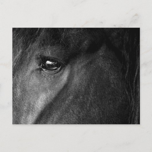 friesisch paard briefkaart (Voorkant)