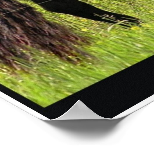 Friesisch Poster (Hoek)