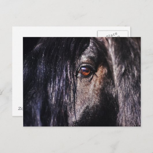 friesse paarden briefkaart (Voorkant / Achterkant)