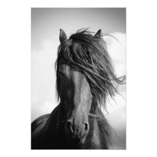 Friessische hengst in de wind. foto afdruk