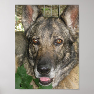 Friga in de tuin poster