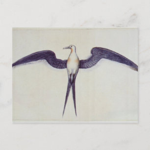 Frigate Bird Briefkaart
