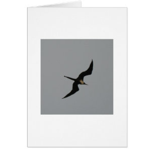 Frigate Bird card