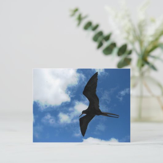 Frigate Bird (Fragata), Galapagos Briefkaart (Staand voorkant)