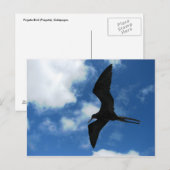 Frigate Bird (Fragata), Galapagos Briefkaart (Voorkant / Achterkant)