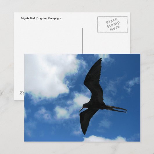 Frigate Bird (Fragata), Galapagos Briefkaart (Voorkant / Achterkant)