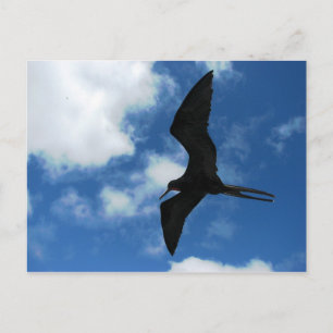 Frigate Bird (Fragata), Galapagos Briefkaart