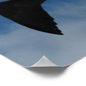 Frigate Bird (Fragata), Galapagos Islands 1 Poster (Hoek)