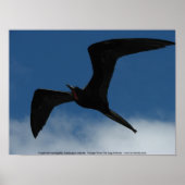 Frigate Bird (Fragata), Galapagos Islands 1 Poster (Voorkant)