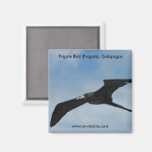 Frigate Bird (Fragata), Galapagos Islands 3 Magneet (Voorkant / Achterkant)