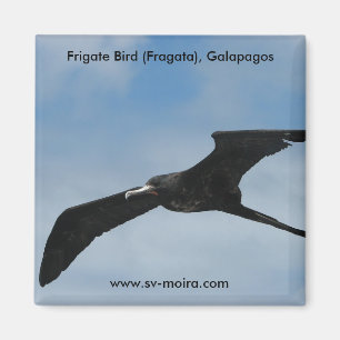 Frigate Bird (Fragata), Galapagos Islands 3 Magneet