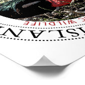 Frigate Bird Poster (Hoek)