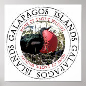 Frigate Bird Poster (Voorkant)