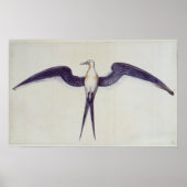 Frigate Bird Poster (Voorkant)