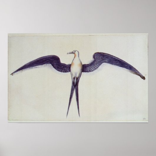 Frigate Bird Poster (Voorkant)